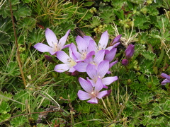 Gentianella cerastioides