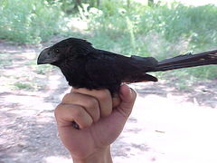 Crotophaga sulcirostris