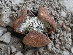 Prosopanche americana