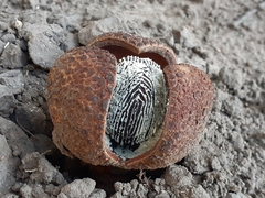 Prosopanche americana