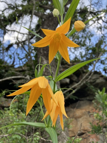 Littonia