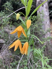 Gloriosa modesta