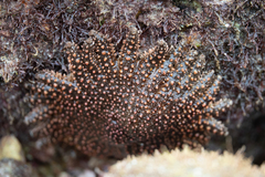 Heliaster cumingi