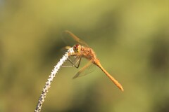 Sympetrum costiferum