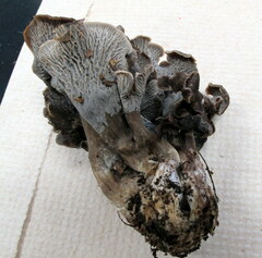 Craterellus foetidus