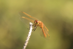 Sympetrum costiferum