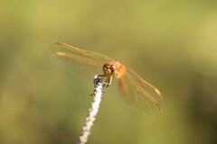 Sympetrum costiferum