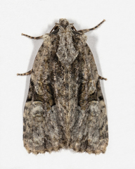 Oligia modica