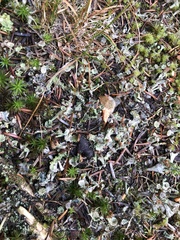 Cladonia albonigra