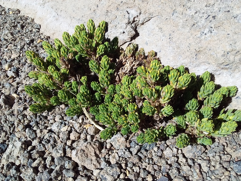 Werneria rosenii