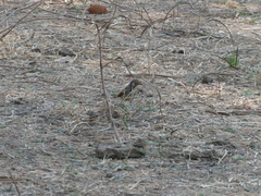 Cichladusa arquata