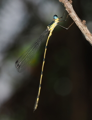 Synlestes selysi