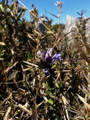 Gentiana catesbaei