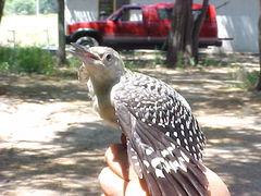 Melanerpes aurifrons