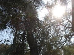 Combretum paniculatum microphyllum