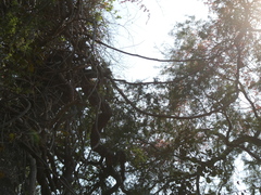 Combretum paniculatum microphyllum