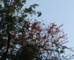 Combretum paniculatum microphyllum