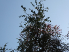 Combretum paniculatum microphyllum