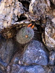 Mammillaria grahamii