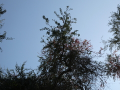 Combretum paniculatum microphyllum