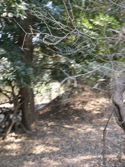 Combretum paniculatum microphyllum