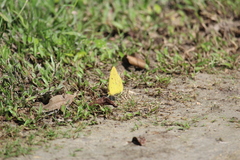 Phoebis philea