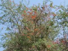 Combretum paniculatum microphyllum