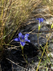 Gentiana autumnalis