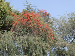 Combretum paniculatum microphyllum