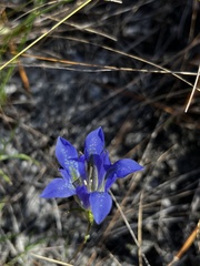 Gentiana autumnalis