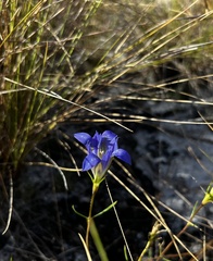 Gentiana autumnalis