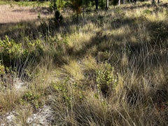 Gentiana autumnalis