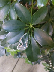 Liriomyza schmidti