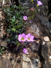 Ionoxalis