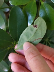Liriomyza schmidti