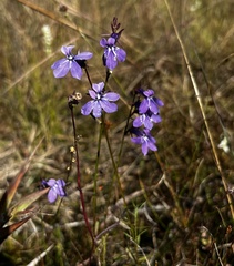 Lobelia batsonii