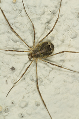 Lacinius dentiger