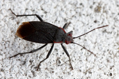 Jadera parapectoralis