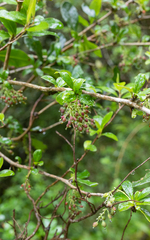 Berberis laurina