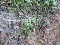 Sedum greggii