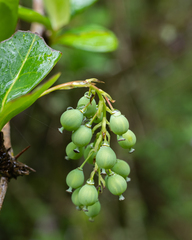 Berberis laurina