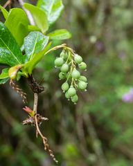 Berberis laurina