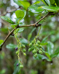 Berberis laurina