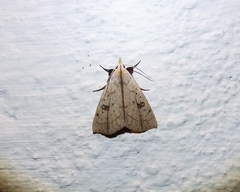 Scolecocampa