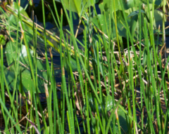 Eleocharis interstincta