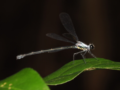 Austroargiolestes elke