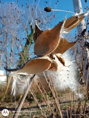 Asclepias syriaca