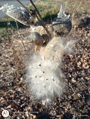 Asclepias syriaca