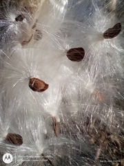Asclepias syriaca