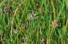 Eleocharis palustris